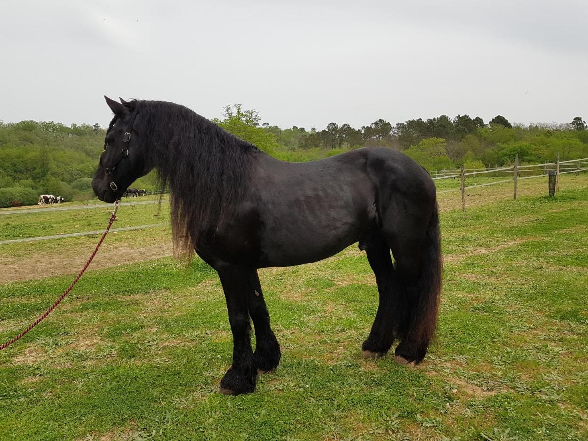 Gite Equestre Domaine Des Crins - Monpazier Capdrot Экстерьер фото